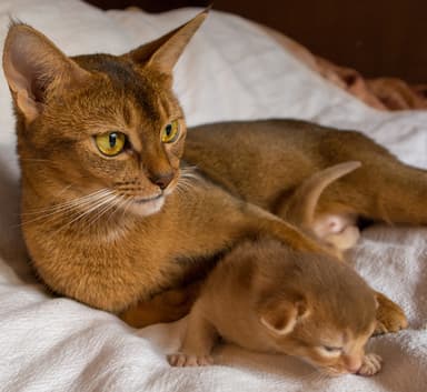 Abyssinian