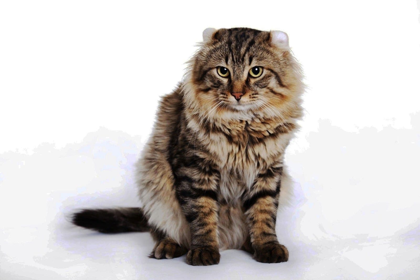 American Curl