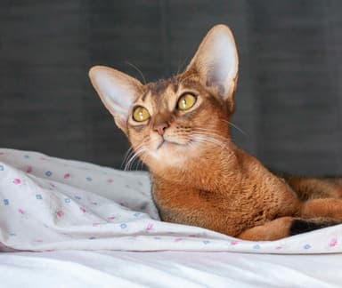 Abyssinian