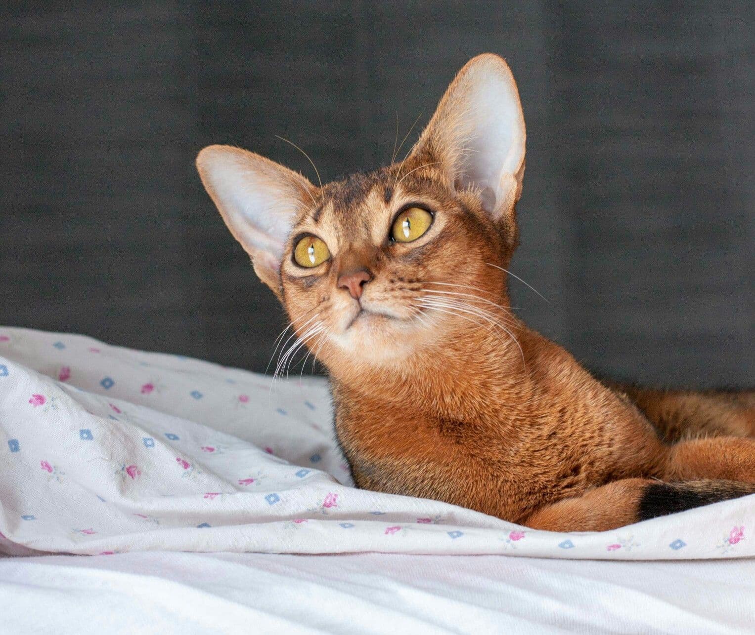 Abyssinian