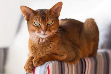 Abyssinian