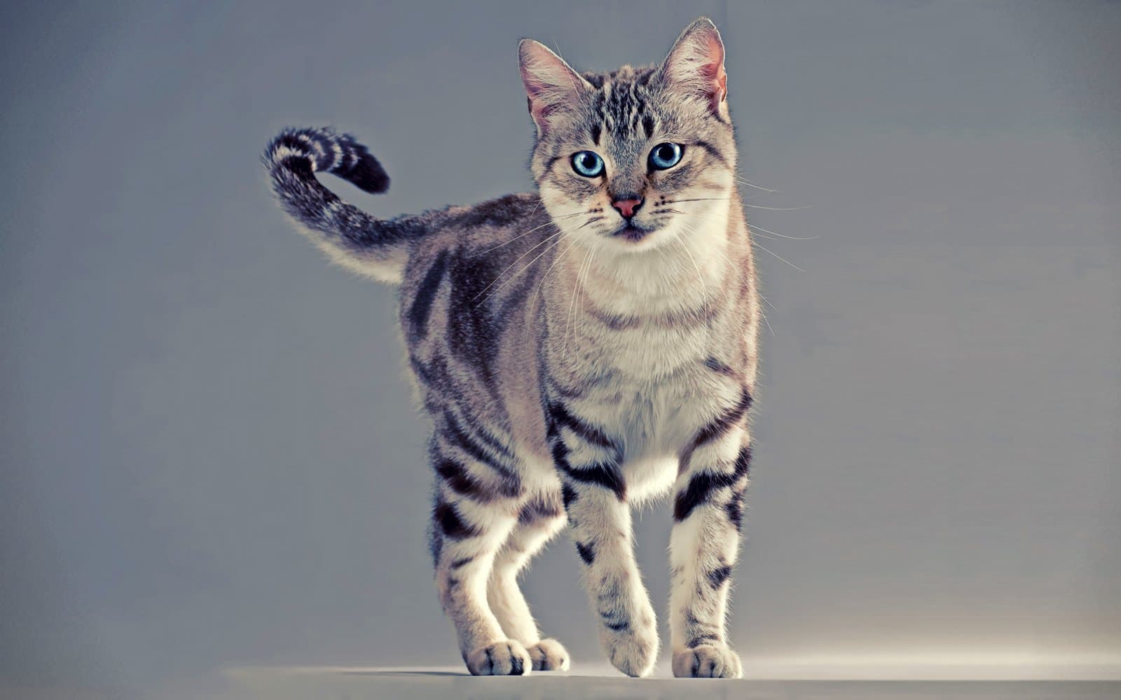 American Wirehair