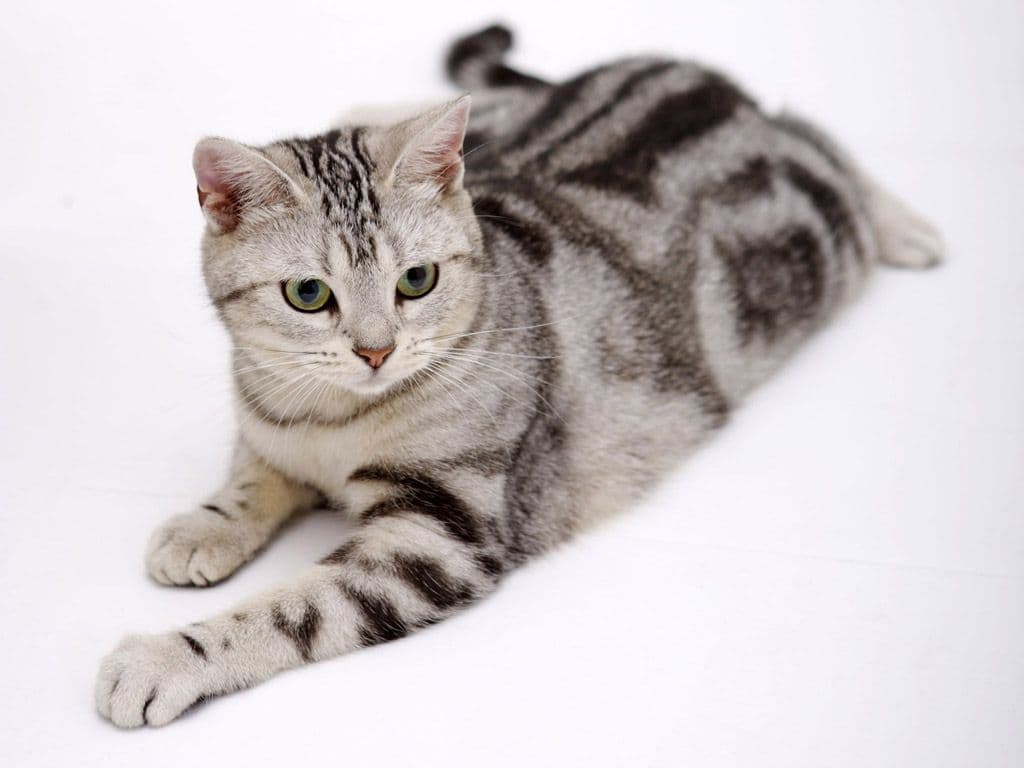 American Shorthair