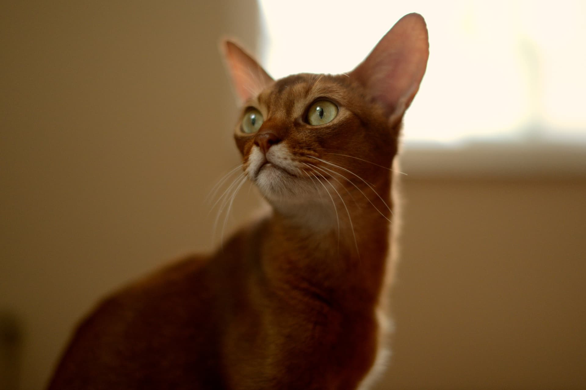 Abyssinian