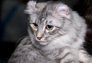 American Curl
