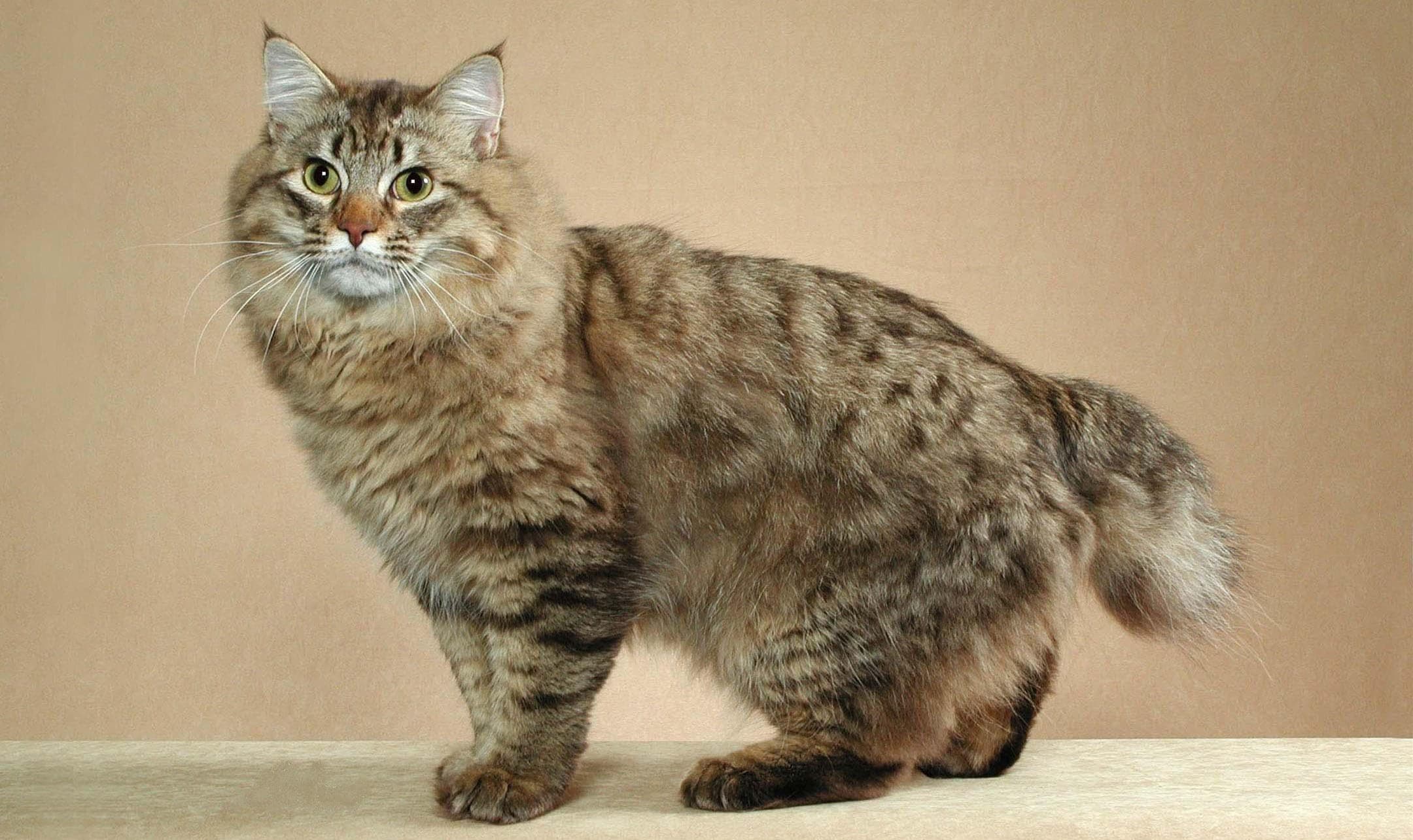 American Bobtail