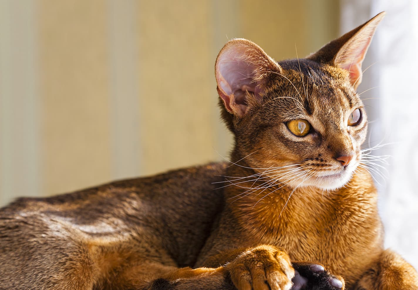 Abyssinian