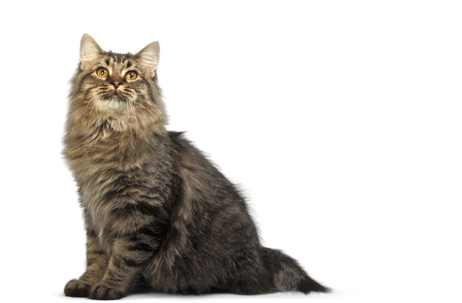 American Bobtail