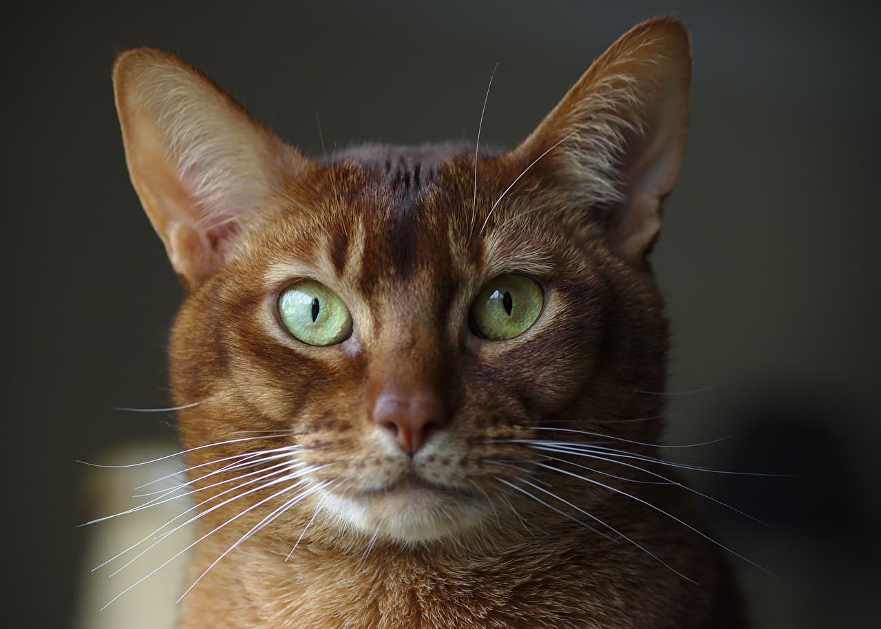 Abyssinian