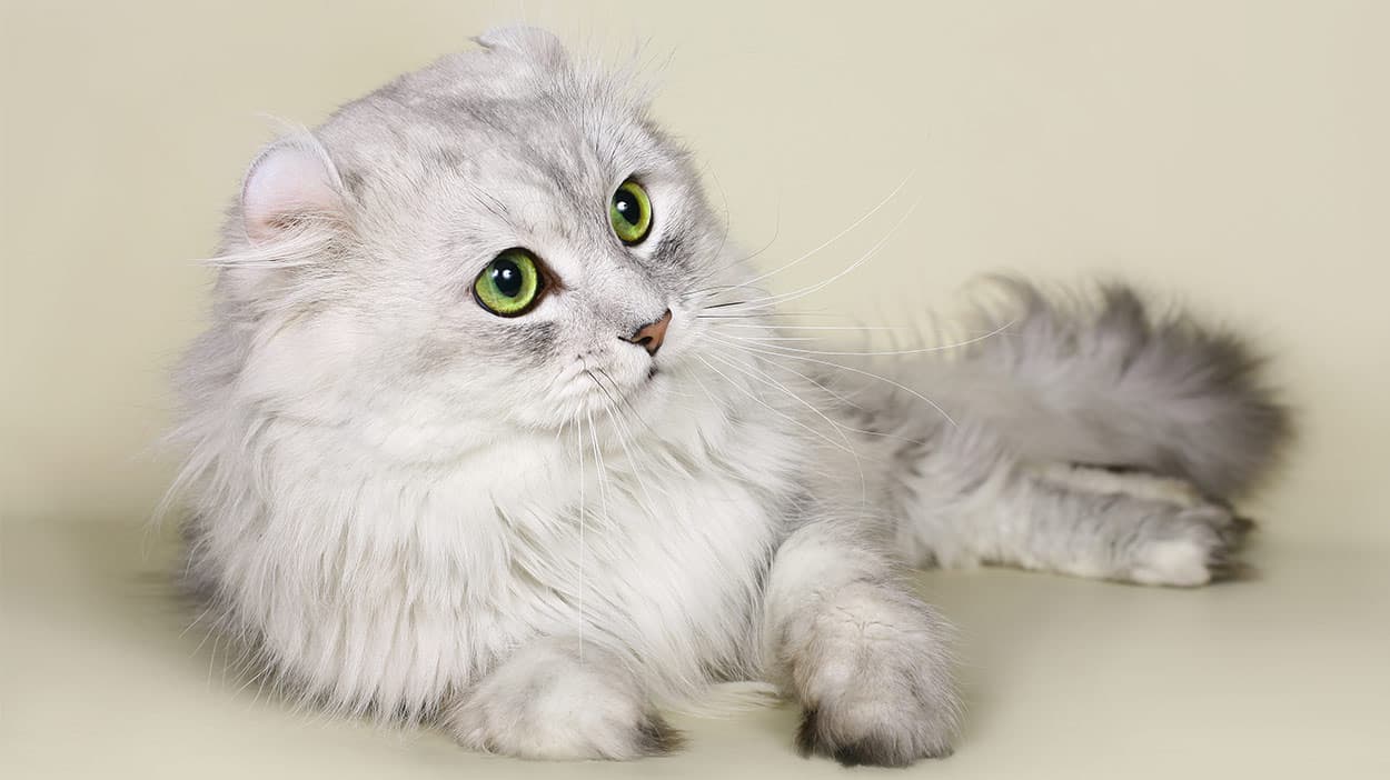 American Curl