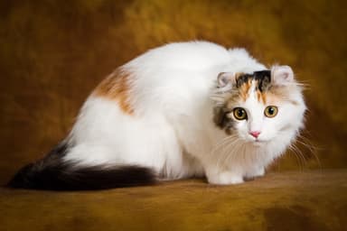 American Curl