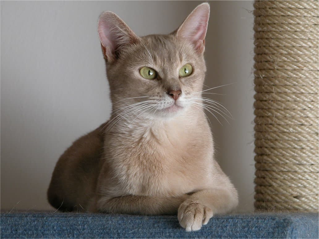 Abyssinian