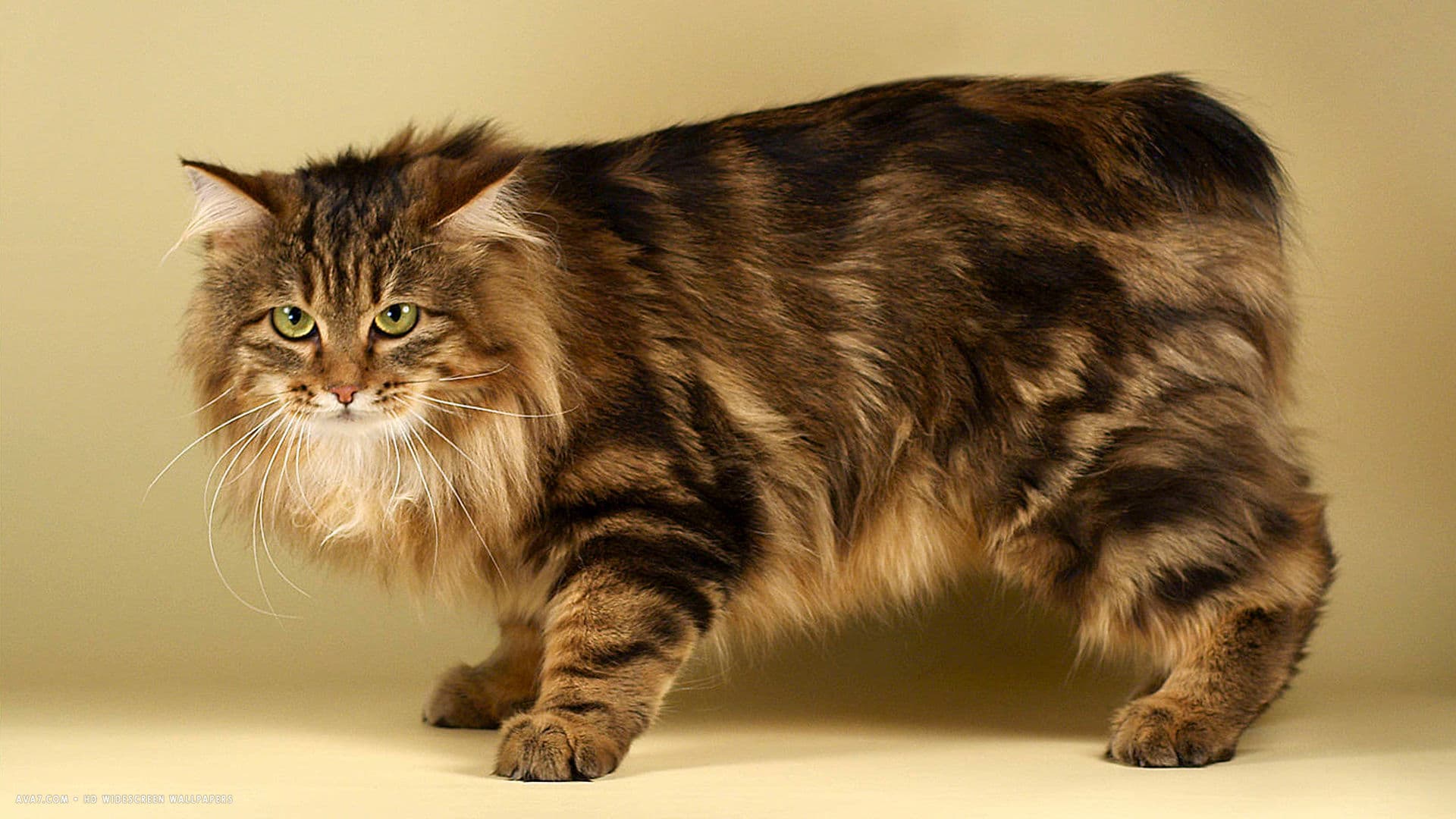 American Bobtail