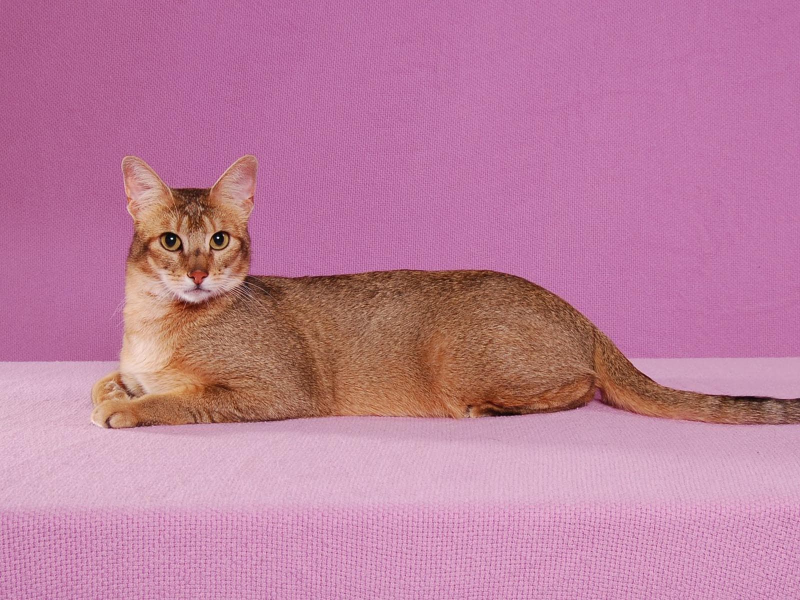 Abyssinian