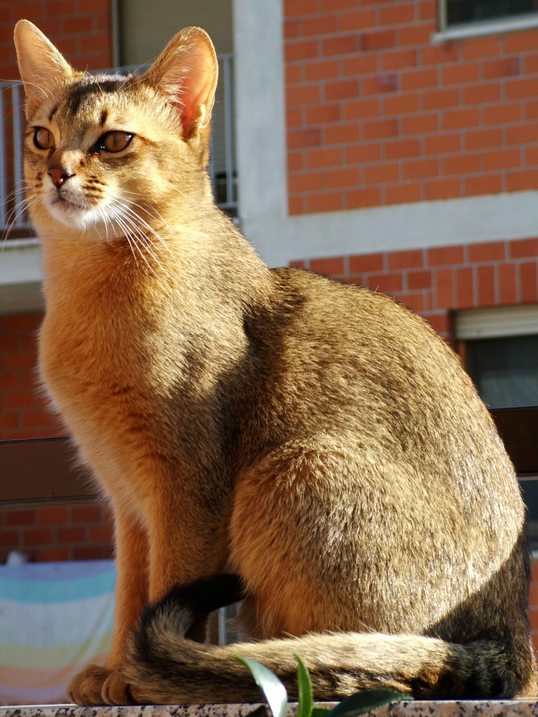 Abyssinian