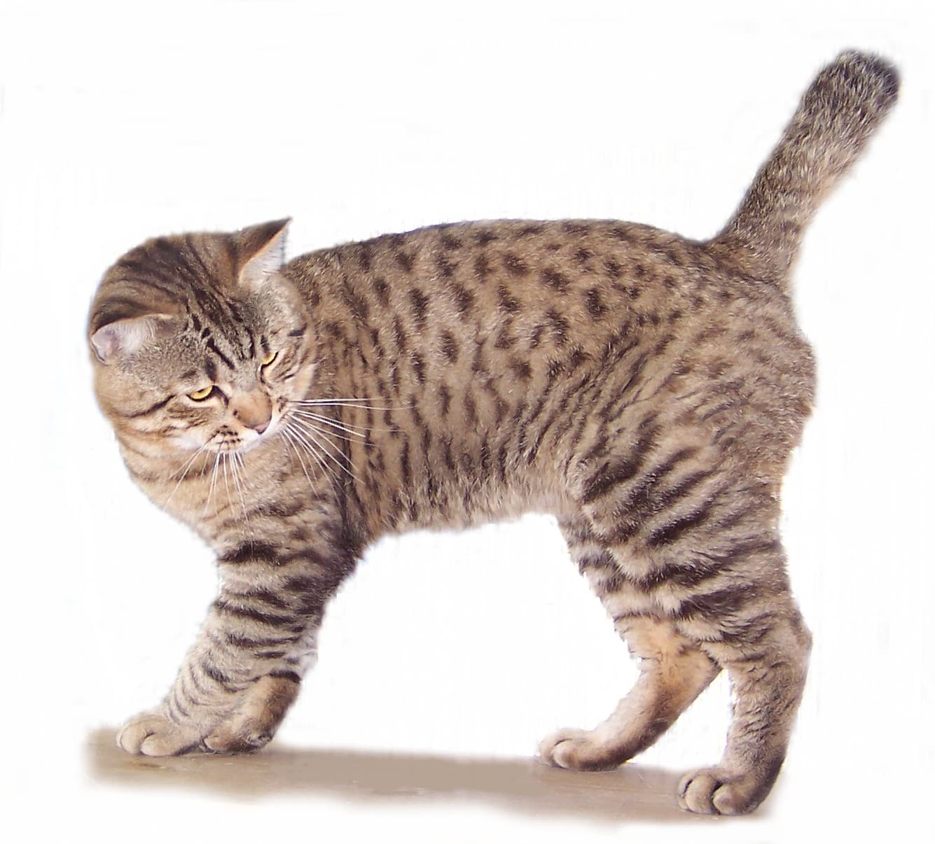 American Bobtail