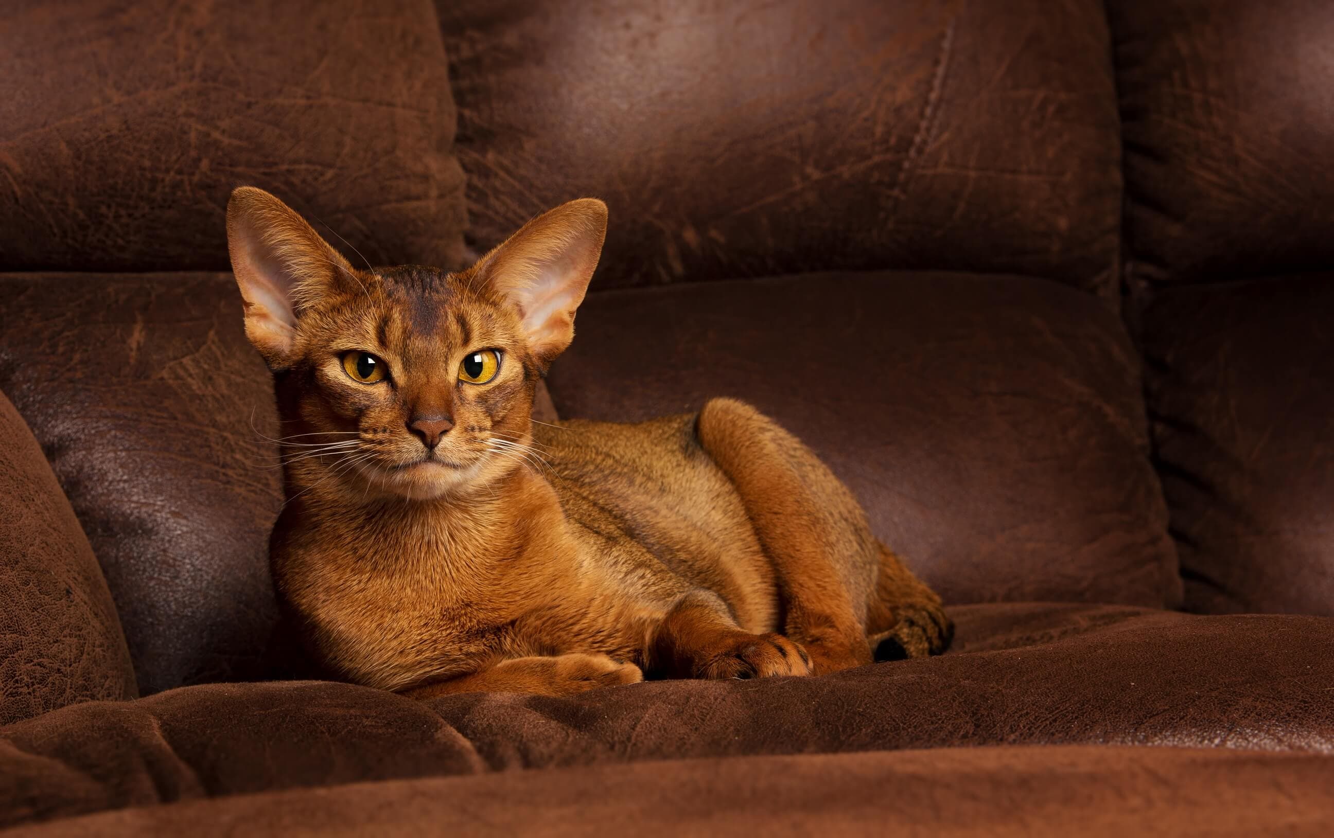 Abyssinian