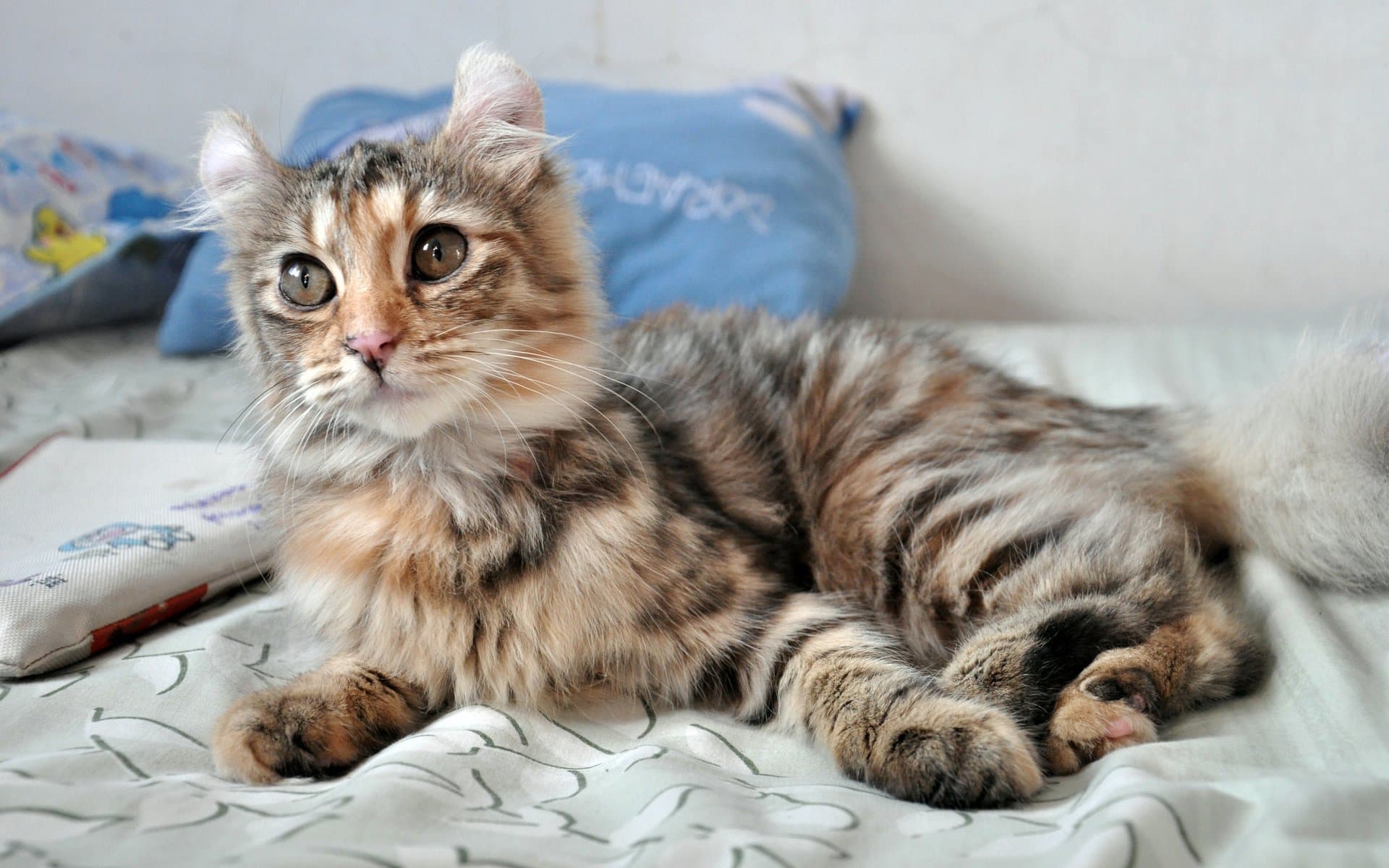 American Curl