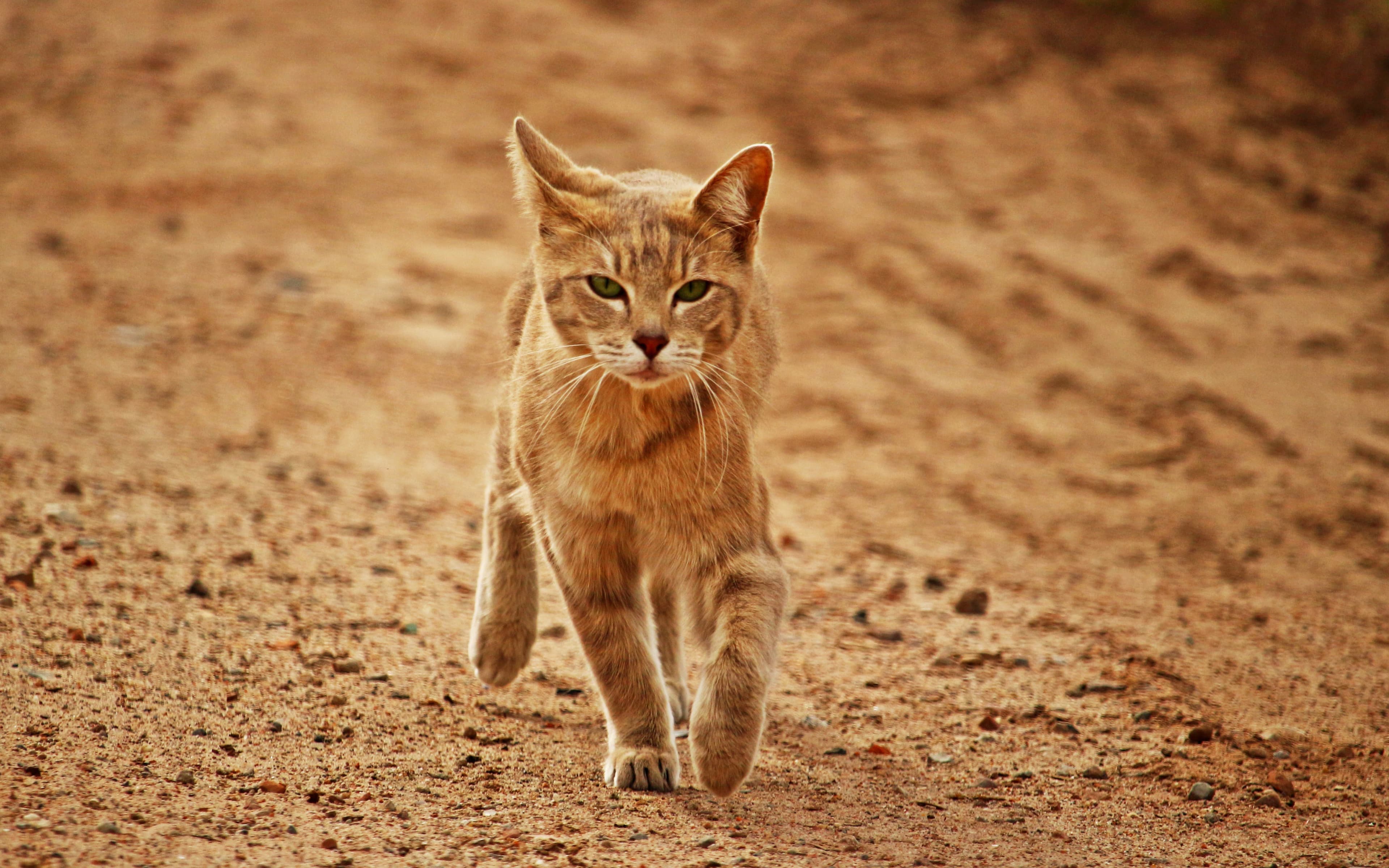 Arabian Mau